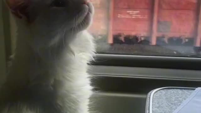 My Best Funny Cat is Very Thinking about Kids | Best White cat of my life