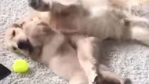 Cachorro abraza a su papa