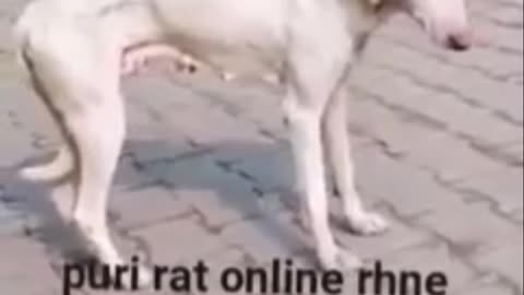 Funny Dog | Raat bhar online rahane ka natija