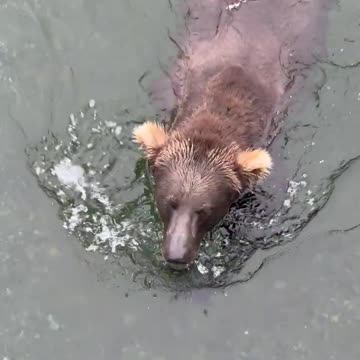 Silly-Looking Swimming Bears -- ViralHog