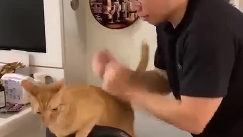 Massages for Cat 🤣😂
