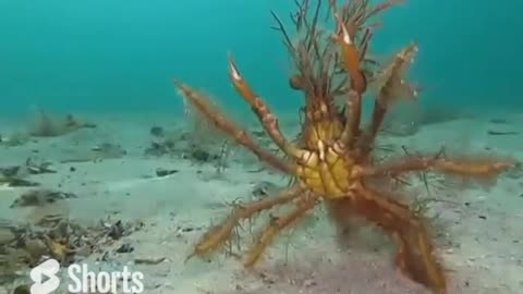 Huge & Intimidating Fancy Decorator Crab #shorts #shortsvideo #video #viral