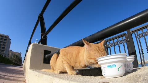 ED SHEERAN - Homeless cat in Ras Al Khaimah, UAE #cat #cats #EdSheeran #emirates #rak #ae #UAE #food