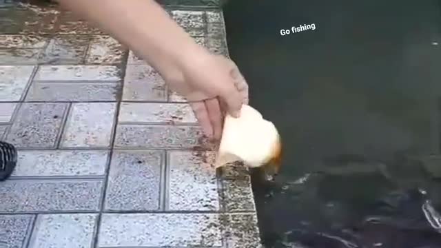 This is a beautiful and charming water-dwelling species