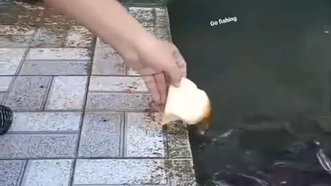 This is a beautiful and charming water-dwelling species