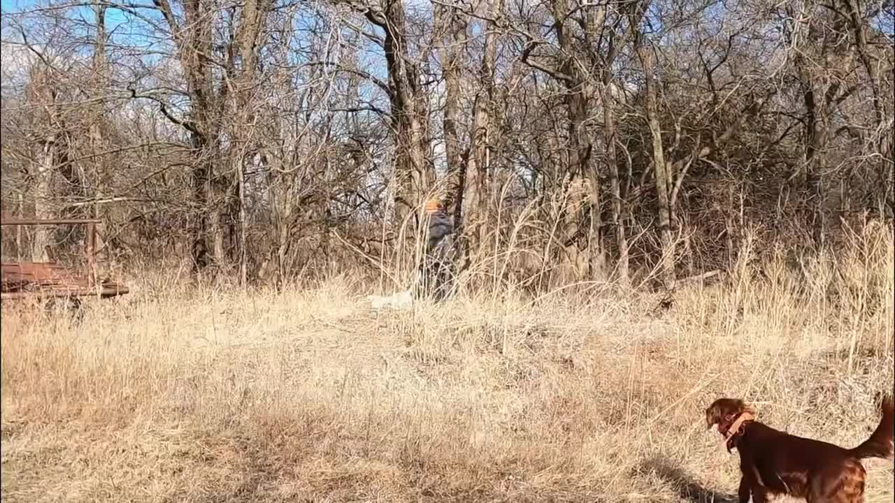 bird dog training outdoor