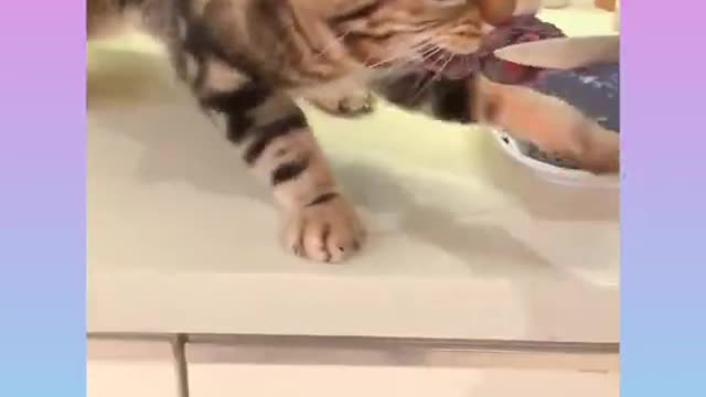 Funny and Cute Dog Video Compilation
