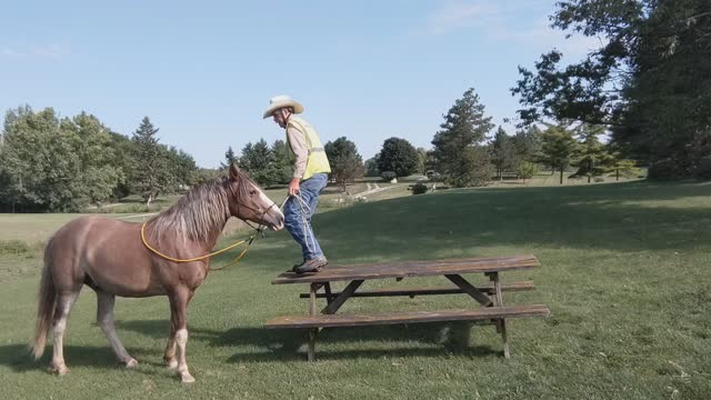 Teaching a horse to pick up his rider from a raised mounting platform - Session Two