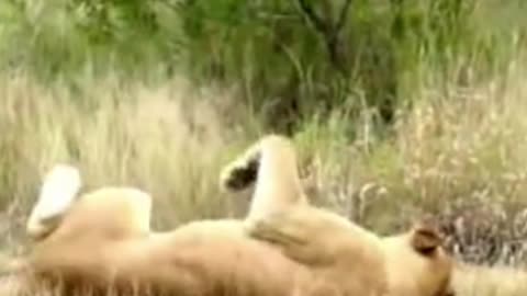 Funny lions, you never seen this before .