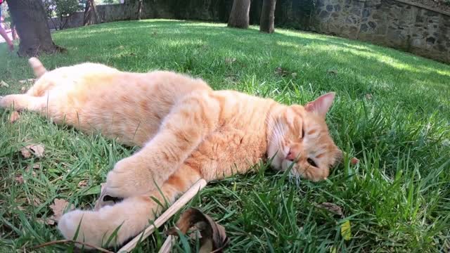 Beautiful Park View & Cat Sleeping