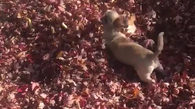 Two small dogs play in a pile of leaves