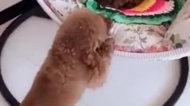 Funny dog videos try not to Laugh clean