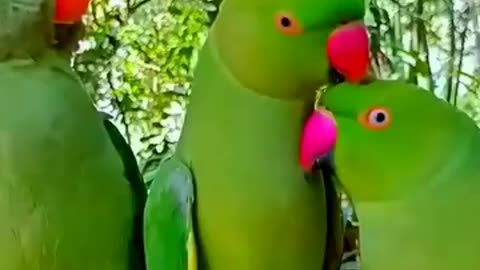 Most beautiful parrots in the world