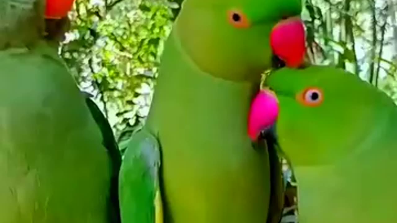 Most beautiful parrots in the world