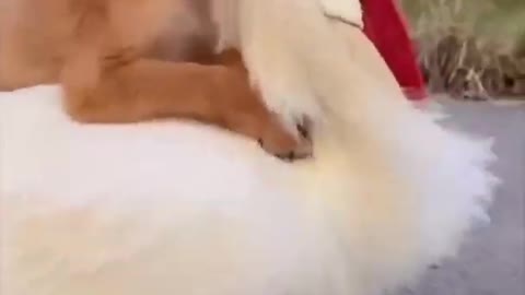 Funny puppy climb on cock viral