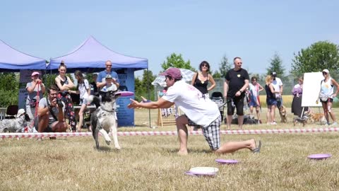 A Man does tricks with Dog jumping on a Dog's Festival - Summer Day