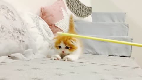 Very cute munchkin cat playing video