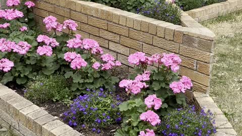 Amazing Rose Roses