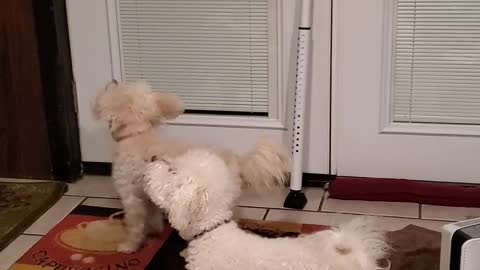 Dogs speak when Dad's mentioned