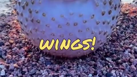CUTE ANIMALS😂FUNNY CATS AND DOGS😂🐕🐈‍⬛FUNNY ANIMALS COMPILATION😆😇