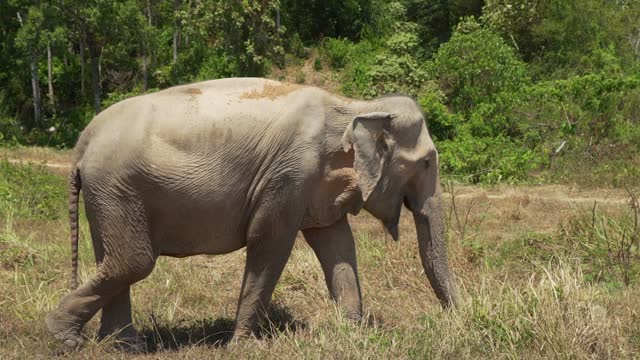 Big Elephant 🐘 Walking