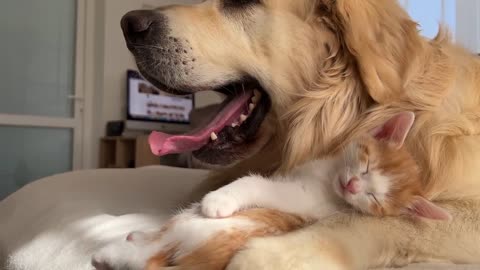 Tiny Kitten Uses a Golden Retriever as a Pillow to Sleep on