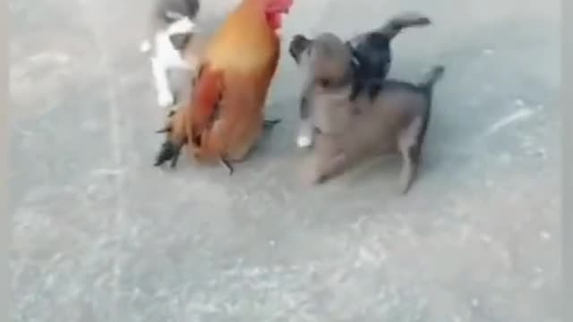 Adorable Chicken Playing With Cute Puppies