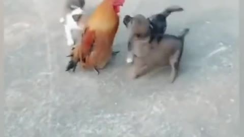 Adorable Chicken Playing With Cute Puppies