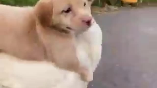 Funny_Animal_Videos_-_Awesome_Funny_Pet_Animals_|_Cute_Animals_|_Super_Funny_Dog_Videos_#short_