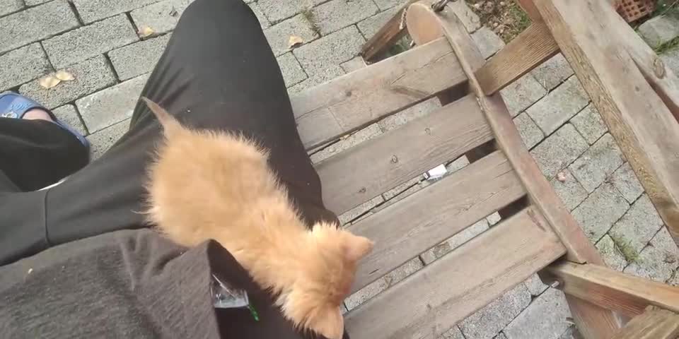 A kitten mews on its master's trousers