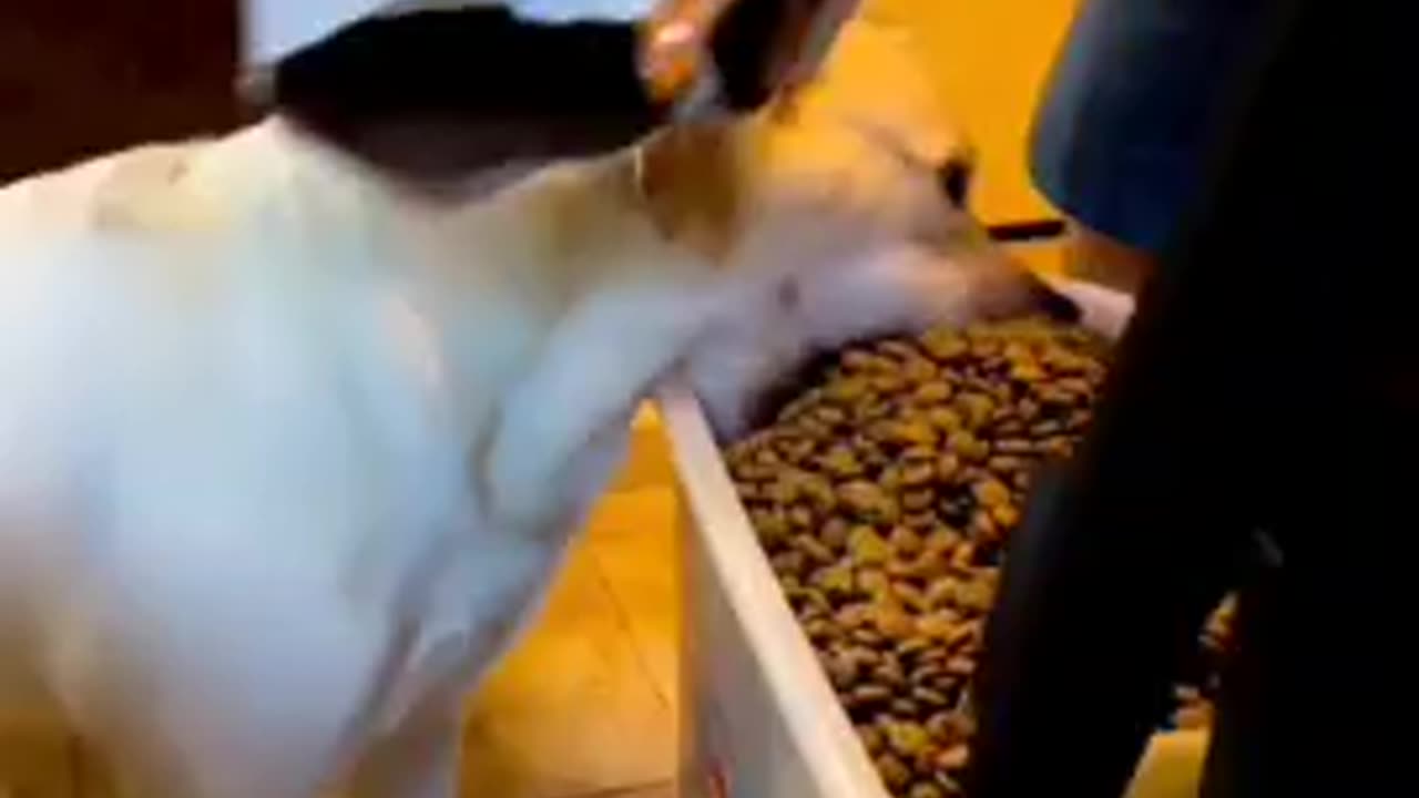 TRY NOT TO LAUGH 😆 Best Funny Videos Compilation 😂😁😆