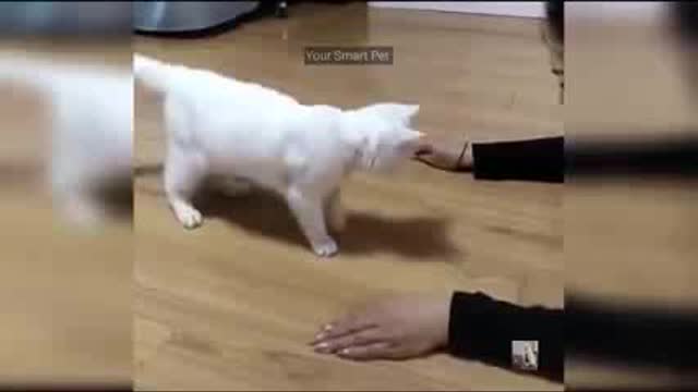 Funny cat video and funny cute video.