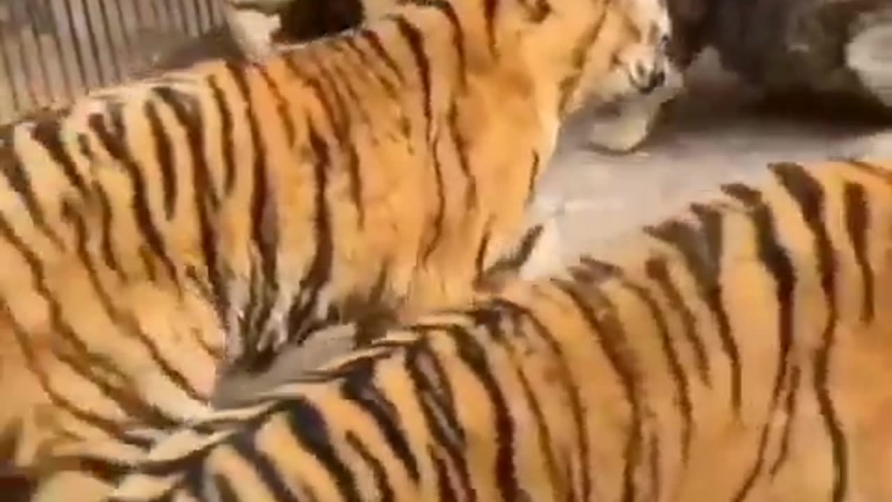 Lion Vs Tigers