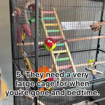 What to know before getting a bird