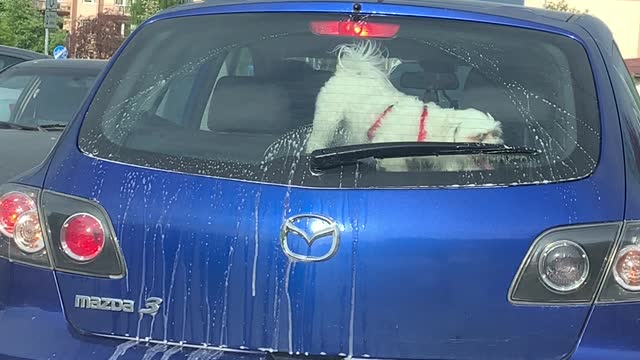 Doggy Tries to Play Fetch With Windshield Wiper