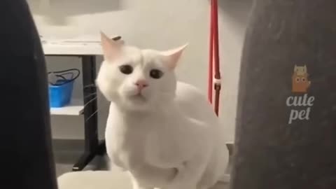 Cats doing expression