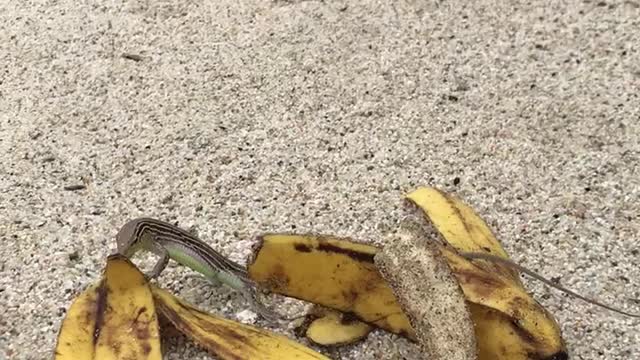 SUPER CUTE LIZARD EATING FRUIT ON BEACH!!