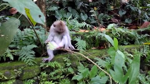 Monkey Video