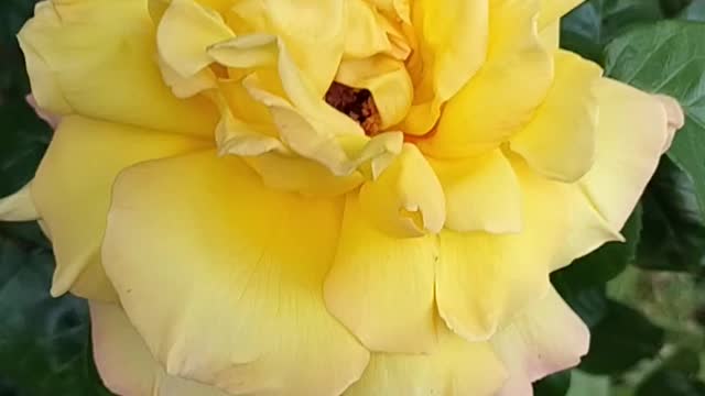 Roses are yellow too
