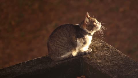 Pet