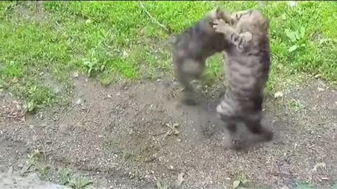 cat fights are the best