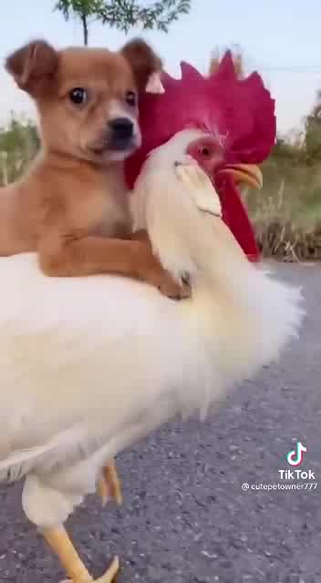 Dog taxi 🚖 sarves