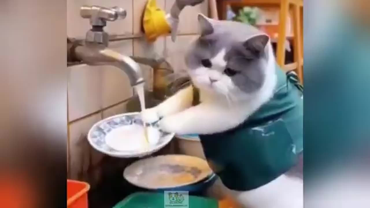 funny cat moment