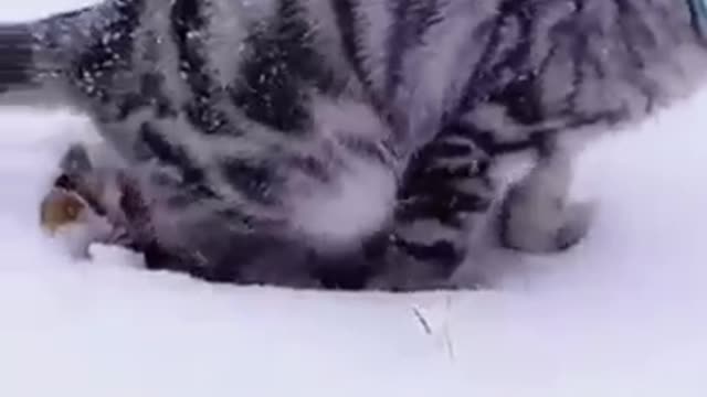 Cat video