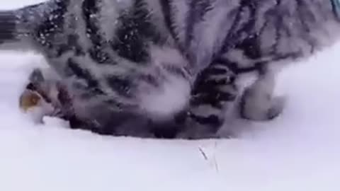 Cat video