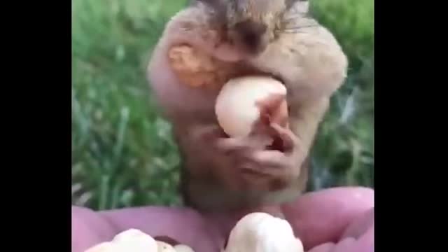 Pets funny video Try not to laugh