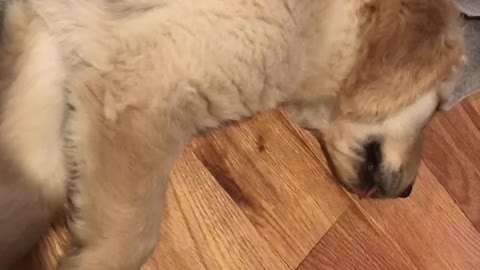 Puppy dreaming of drinking