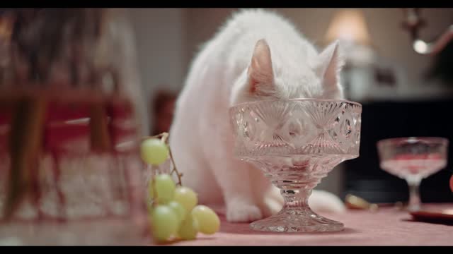 Funny Cat at a Party Sipping