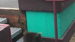 Porcupine Bounced From Bar