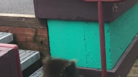 Porcupine Bounced From Bar